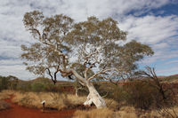 Snappy gum, Rim walk